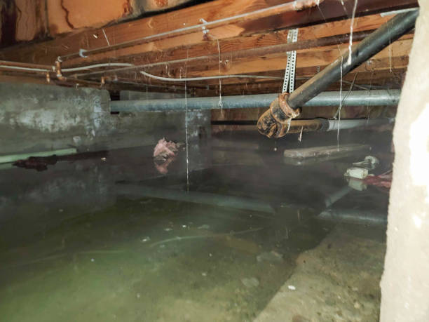 Best Flood damage cleanup  in Grand Canyon Village, AZ