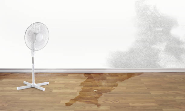 Best Mold removal after water damage  in Grand Canyon Village, AZ